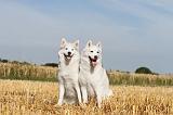 SIBERIAN HUSKY 046